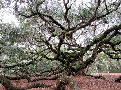 angel s oak tree 12