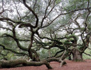 angel s oak tree 13