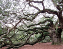 angel s oak tree 14