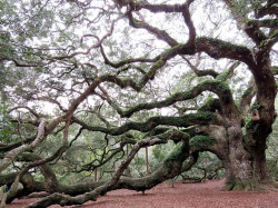 angel s oak tree 14