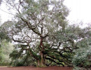 angel s oak tree 2