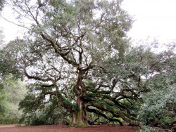 angel s oak tree 2