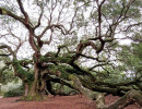 angel s oak tree 4