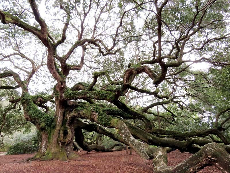 angel s oak tree 4