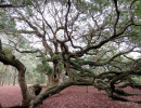 angel s oak tree 6