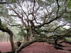 angel s oak tree 6