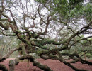 angel s oak tree 7