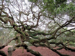 angel s oak tree 7