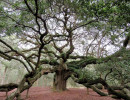 angel s oak tree 8