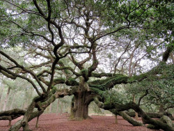 angel s oak tree 8