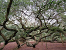 angel s oak tree 9