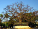 cuba tree 1 800