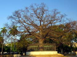 cuba tree 1 800