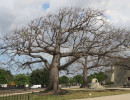 cuba tree 2 800