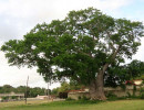 cuba tree 3 800