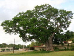 cuba tree 3 800