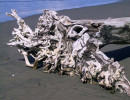 driftwood 1 800