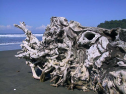 driftwood 2 800