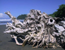 driftwood 3 800