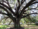 orlando tree 1 800