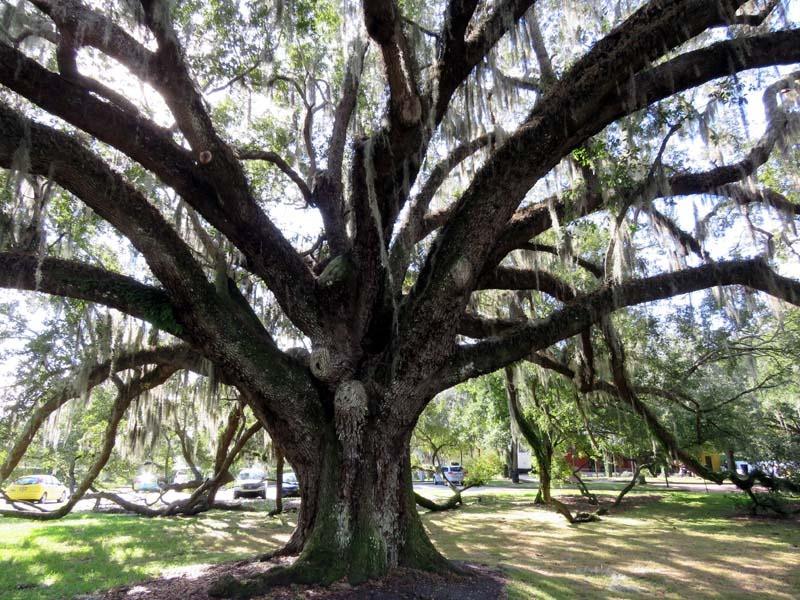 orlando tree 1 800