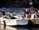 37 pelicans aboard two anchored boats in southern australia 800