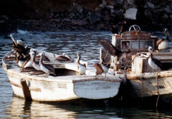 37 pelicans aboard two anchored boats in southern australia 800