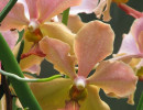 71 Vanda Orchid from Guatemala  7  800