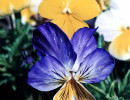 102 can you identify this flower 800