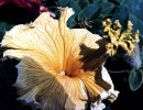 103 can you identify this flower 800