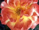 18 can you identify this flower  6  800