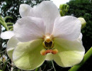 37 phalaenopsis equestris orchid from guatemala 800