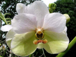 37 phalaenopsis equestris orchid from guatemala 800