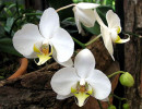 39 phalaenopsis equestris orchid from guatemala 800