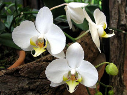 39 phalaenopsis equestris orchid from guatemala 800