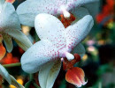 40 phalaenopsis orchid from costa rica 800