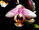 62 phalaenopsis equestris orchid from guatemala 800