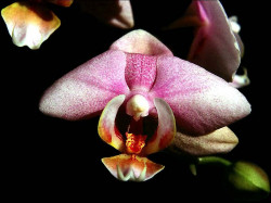 62 phalaenopsis equestris orchid from guatemala 800