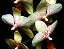 65 phalaenopsis orchid from costa rica  6  800