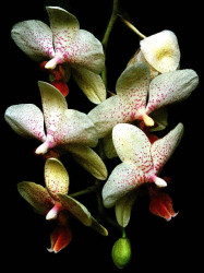 65 phalaenopsis orchid from costa rica  6  800