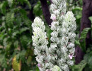 87 help identify this flower . . . 800
