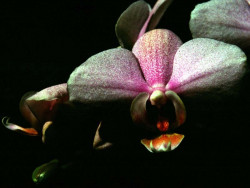 95 phalaenopsis equestris orchid from guatemala 800