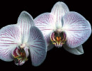 1 phalaenopsis orchid in guatemala  cental america 800