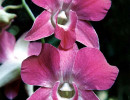 13 dendrobium orchid from singapore 800