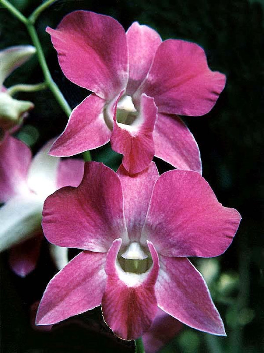 13 dendrobium orchid from singapore 800