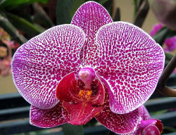 15 phalaenopsis equestris orchid from guatemala  2  800