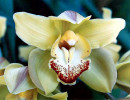 16 cymbidiums orchid from guatemala 800