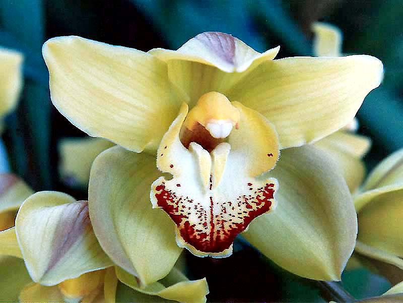 16 cymbidiums orchid from guatemala 800