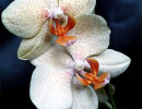 20 phalaenopsis equestris orchid from guatemala  3  800