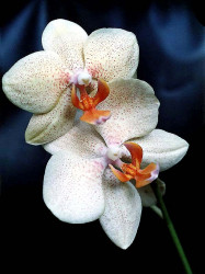 20 phalaenopsis equestris orchid from guatemala  3  800